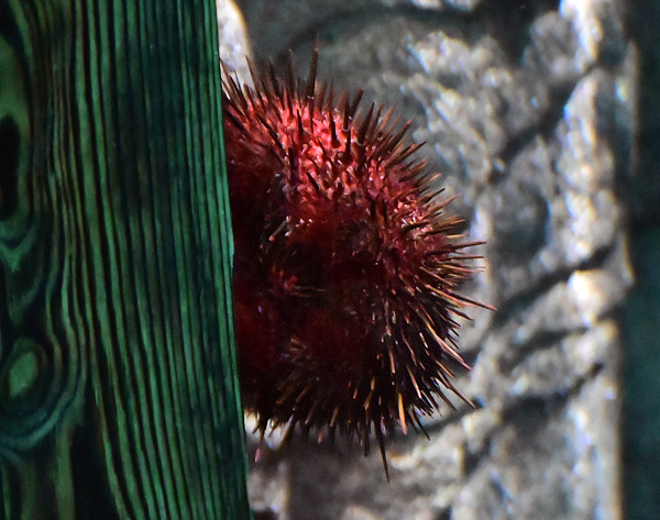 Red Sea Urchin - Ark.au